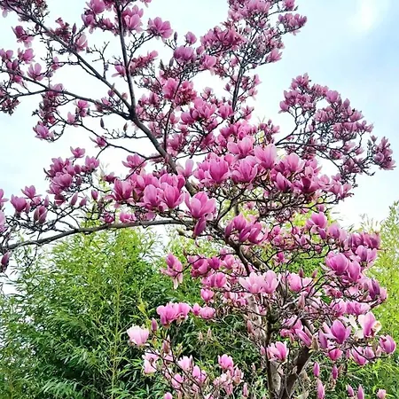 Villa Del Pino, Terrazza Vista Mare *
